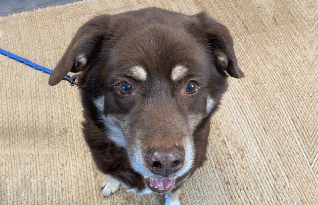 Odie is such a sweet boy! Click here to meet him!
