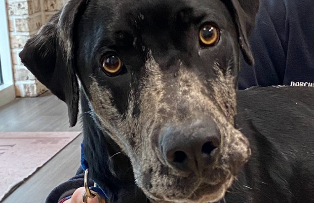 This GREAT boy is Dane!!! Click here to meet him!