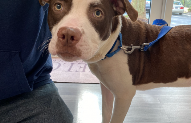 Look at those sweet eyes! Click here to meet Yoshi!