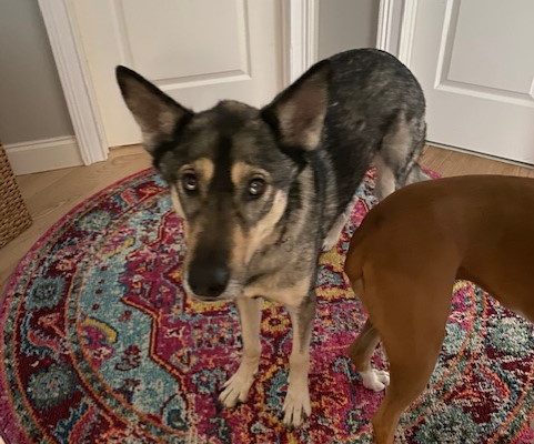 Jessica’s Dog Sitting Disaster! Jessica’s Dog Sitting Disaster!