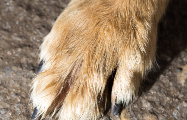 Jessica sniffs her dog’s feet!