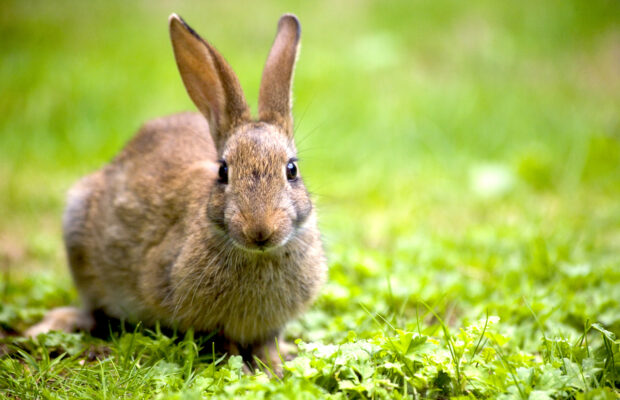 The town has been taken over by rabbits! The town has been taken over by rabbits!