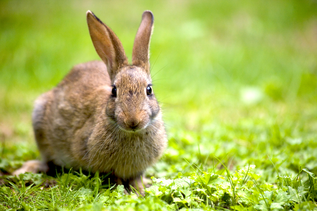 The town has been taken over by rabbits! | 92.5 Kickin' Country