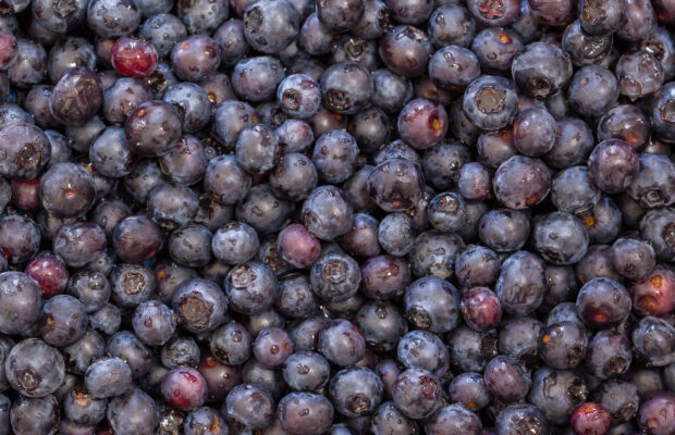 Squeezing The Blueberries! Squeezing The Blueberries!
