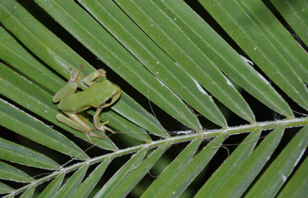 Soooo Many Frogs! Soooo Many Frogs!