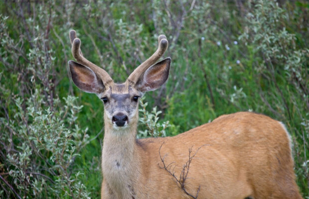 Just a deer and a peanut bar! Just a deer and a peanut bar!