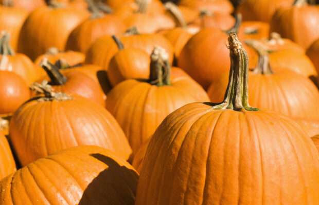 Pickin the perfect pumpkin! Pickin the perfect pumpkin!